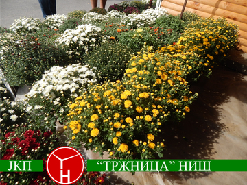 Цветна пијаца