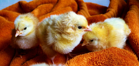 Пилићи chicks-573377_1920.jpg 