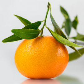 Мандарина mandarine.jpg 